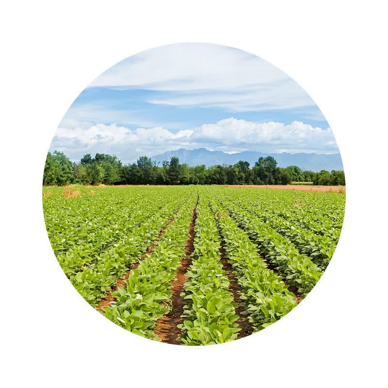 Mi Meimei Non-GMO First-Grade Soybean Oil