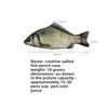 Creative Funny Crucian Carp Shape Pencil Bag Douyin Same Personality Funny Change Korean Version Simulation Crucian Carp Station