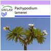 Madagascar Palm - 10 Seeds - Pachypodium Lamerei