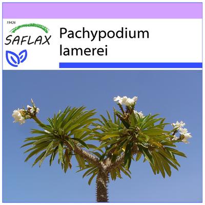 Madagaskarská palma - 10 semen - Pachypodium lamerei