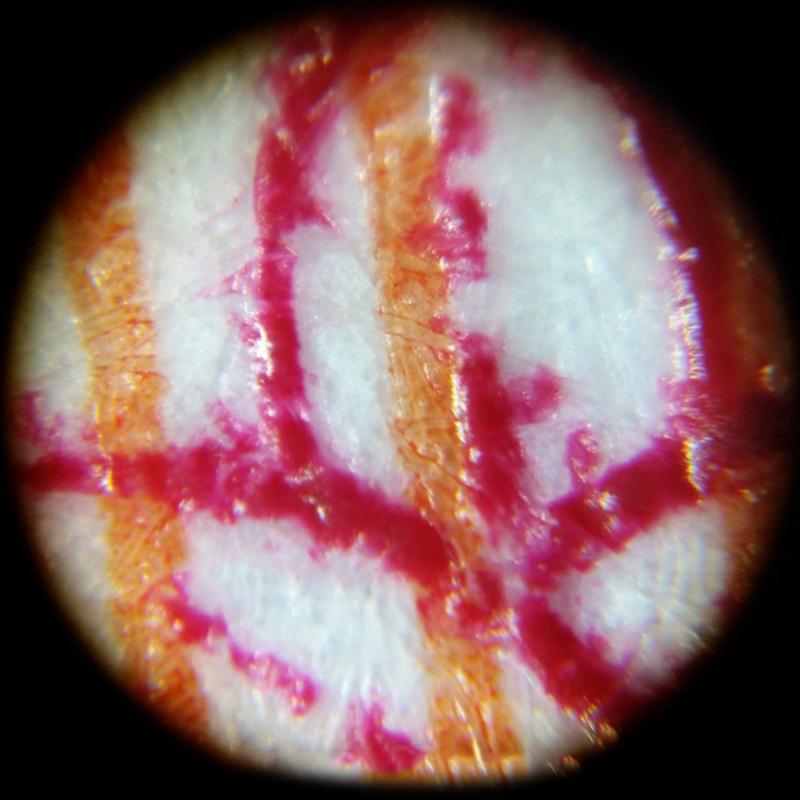 160-200X Adjustment Portable LED Microscope LED Lighted Pocket Microscope Magnifier-M25 Natural Observation Uses