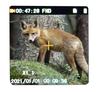 Kiyoraka Infrared Night Vision Handheld Camera for Recording and Shooting in the Magnifying Black AH-C01 Dark, One-Handed, Glass,