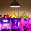 250W LED Grow PhytoLamp für Hydrokultur Gemüse Gewächshaus Pflanzen Blumenwachstum Beleuchtung E27 Vollspektrum LED Grow Glühbirne