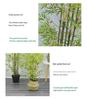 Artificial Bamboo Plant Decoration for Indoor and Outdoor Spaces
