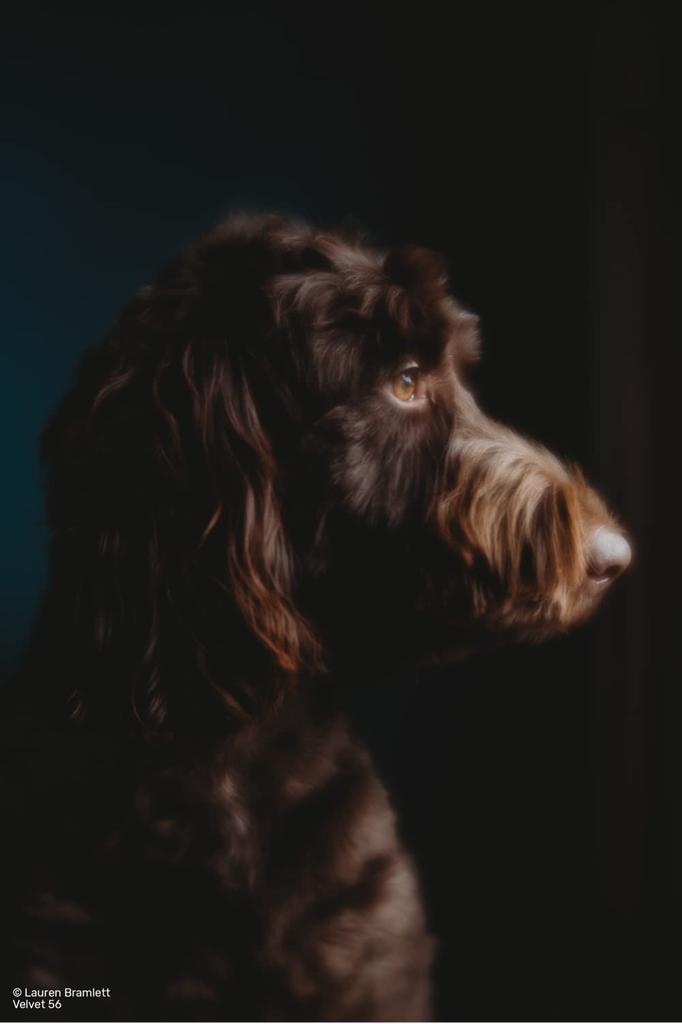 Lensbaby Soft Lens Velvet Focal Length 56mm Canon RF Full Frame Black 56, F1.6, Mount, Compatible,