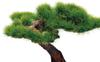 PLATZ The Bonsai II Plastic Model 1/12 BON-02