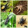 TOYMANY 12-Piece Animal Figure Set, Insect Toy Set, Realistic Insect Models, Plastic Beetle Toys, Popular Toys, Birthday Gifts, Christmas, New