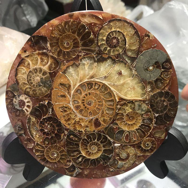 Natural 1pc Ammonite Fossil Quartz Crystal Disk Shell Plate Conch Reiki Stand