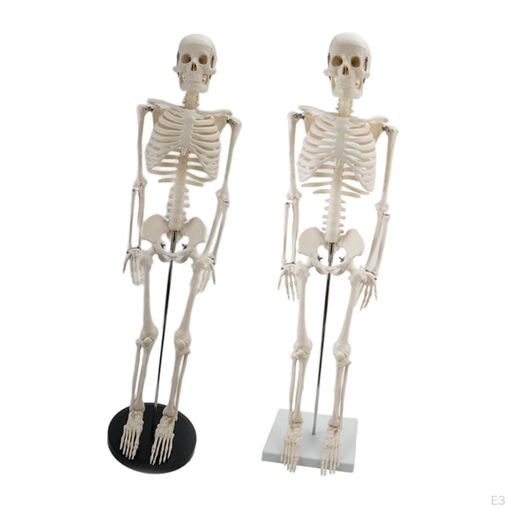 Modell, mit Ständer, Anatomisches Wirbelsäulenmodell, Klassenzimmer