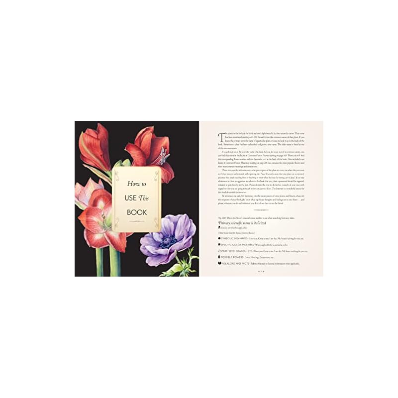 Ergode india books Die Komplette Sprache Der Blumen, Eine Definitive Und Illustrierte Geschichte Taschenausgabe (Vollständige Illustrierte Enzyklopädie)