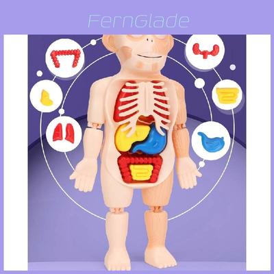 Conjunto de Brinquedos Modelo de Órgãos do Corpo para Crianças