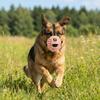 Anti-barking Anti Bite Dog Mouth Cover Adjustable Dog Mouth Guard Pet Muzzle  Dog Accessories