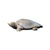 Handmade Retro Chinese Divine Turtle Ornament for Home or Office Decor