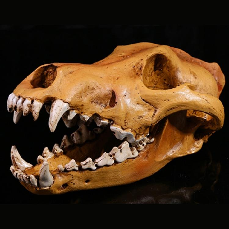 Artistic Wolf Skull Sculpture Resins Construction Animal Head Skeleton Replicas for Office Desk Decors Museums Display