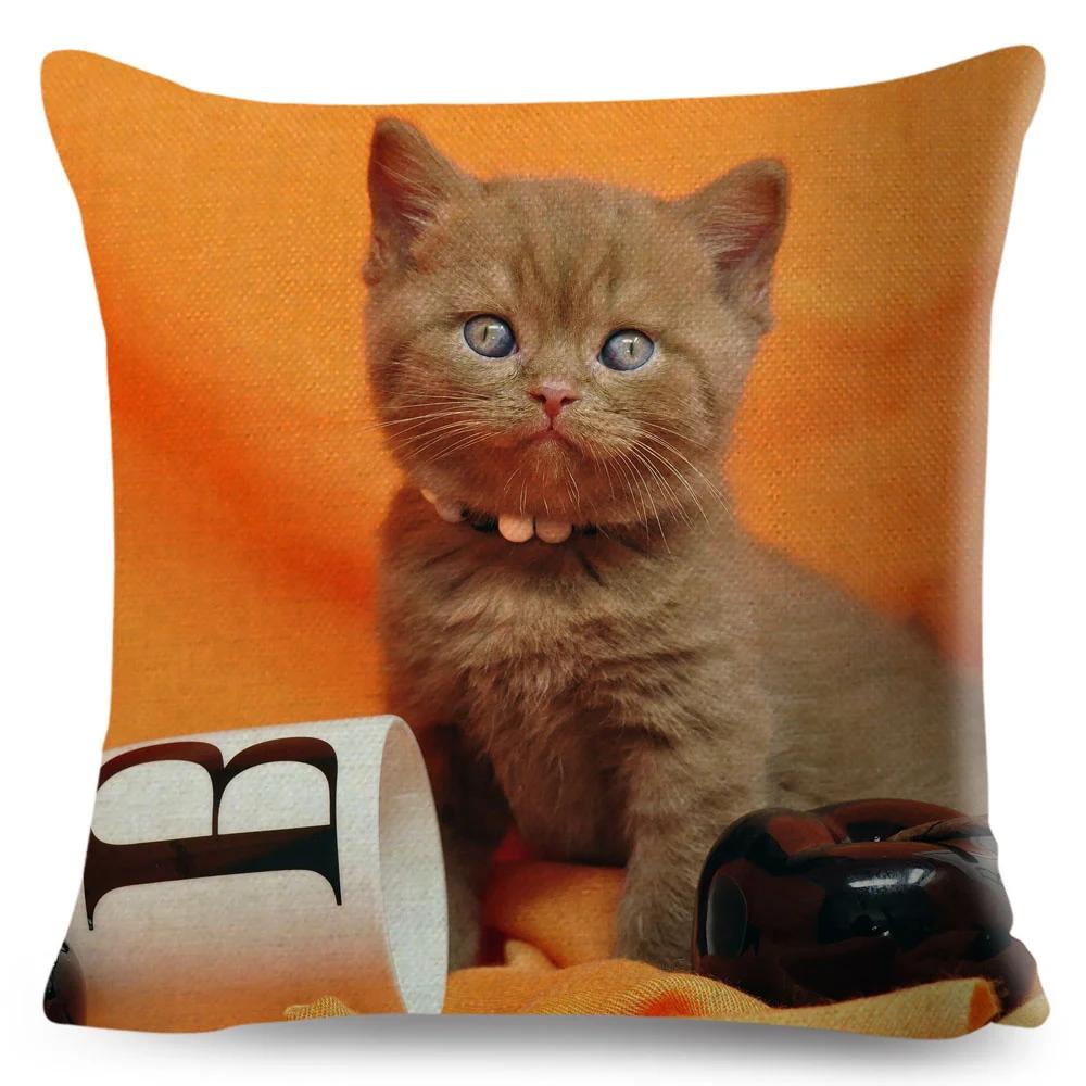 Housse de coussin British Shorthair bleu russe, taie d'oreiller en Polyester, décoration de chat mignon, Animal de compagnie, pour canapé, maison, voiture