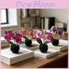 Butterfly Orchid Artificial Plant With Plastic Soft Gel For Home Decor And Photography Props