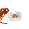 5pcs Round Reptile Feeding Dish Transparent Reptile Terrarium Practical Lizard Food Bowl  Bird