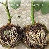 Grafted Rooting Ball Rooter Tree High Altitude Pressure Branch Plant Propagation Ball Plant Hydroponics Propagation Box Device