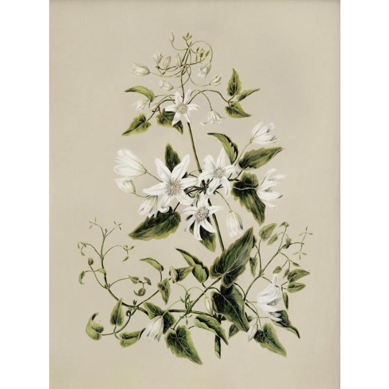 

Винтажный стиль красоты Ботанический цветок Цветочный Галерея Арт Постер Холст Живопись Настенные Принты Картина для Гостиной Домашний Декор 21cm×30cm NoFrame