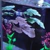 Simulated Lotus Leaves/Artificial Leaf Betta Fish Rest Leaf Betta Fish Play Relax Hide Leaf