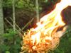Torch Pine Resin Strips: Outdoor Survival Fire Starter Kit
