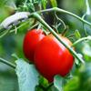 60pcs Tomato Fruit Stalk Strengthening Retaining Clip Clip Cherry Tomatoes Kink Support Clip Fruits And Small Twigs Snap
