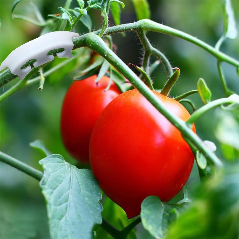 60pcs Tomato Fruit Stalk Strengthening Retaining Clip Clip Cherry Tomatoes Kink Support Clip Fruits And Small Twigs Snap