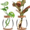 Transparent Tabletop Plant Vase with Wooden Tray Mini Terrarium Glass Planter  Botanical Display