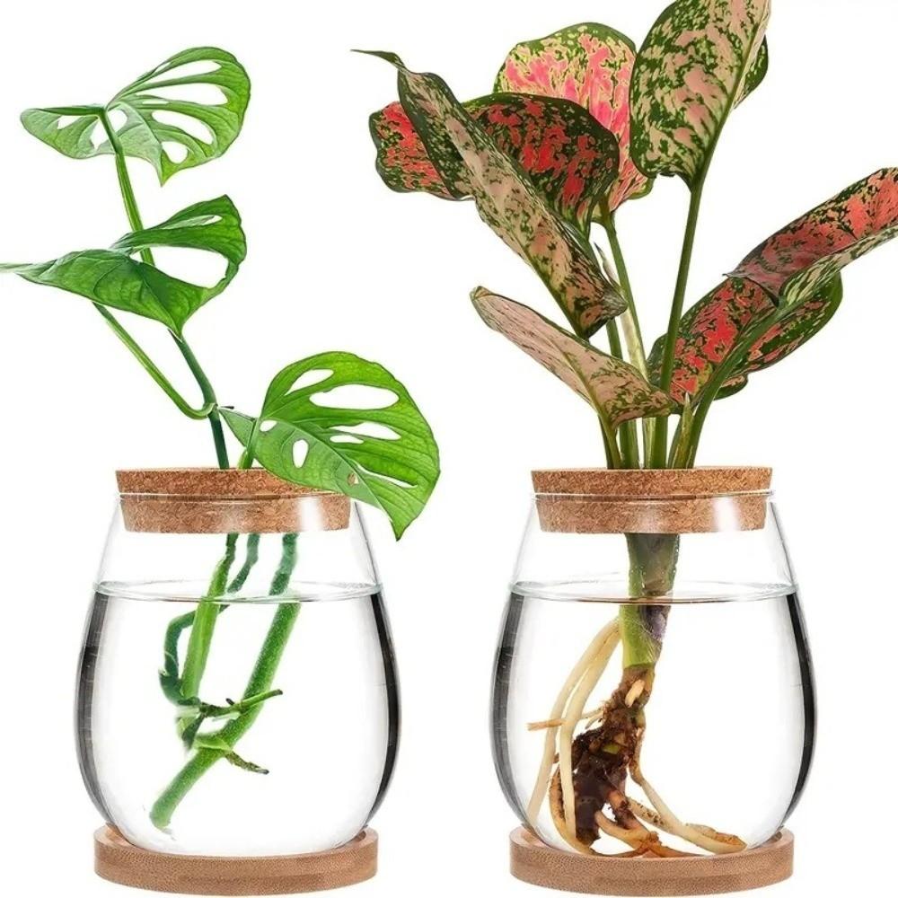 Transparent Tabletop Plant Vase with Wooden Tray Mini Terrarium Glass Planter  Botanical Display