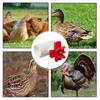 Chicken Water Cups For Poultry Automatic Poultry Water Feeding Cups Good Sealing Tee Fittings Poultry Waterer For Chickens Ducks