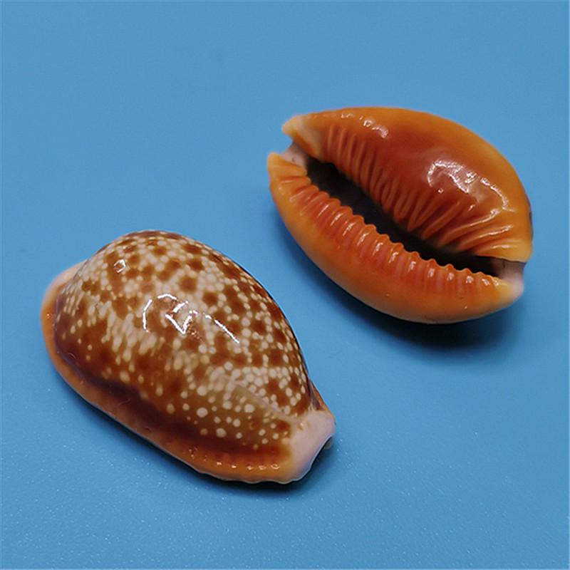 Vzácný přírodní exemplář mušle kauri pro akvárium nebo středomořskou domácí dekoraci