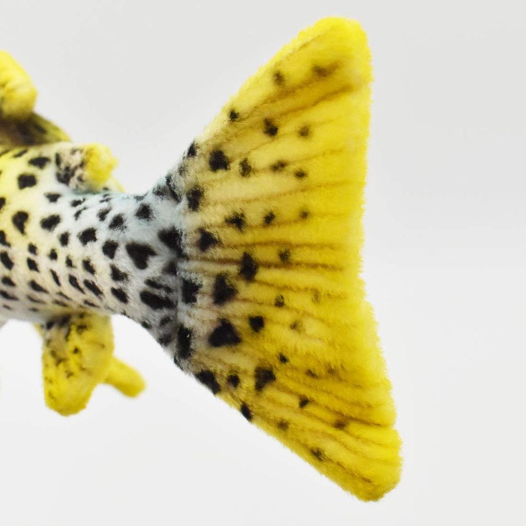 Rainbow trout No. 6047