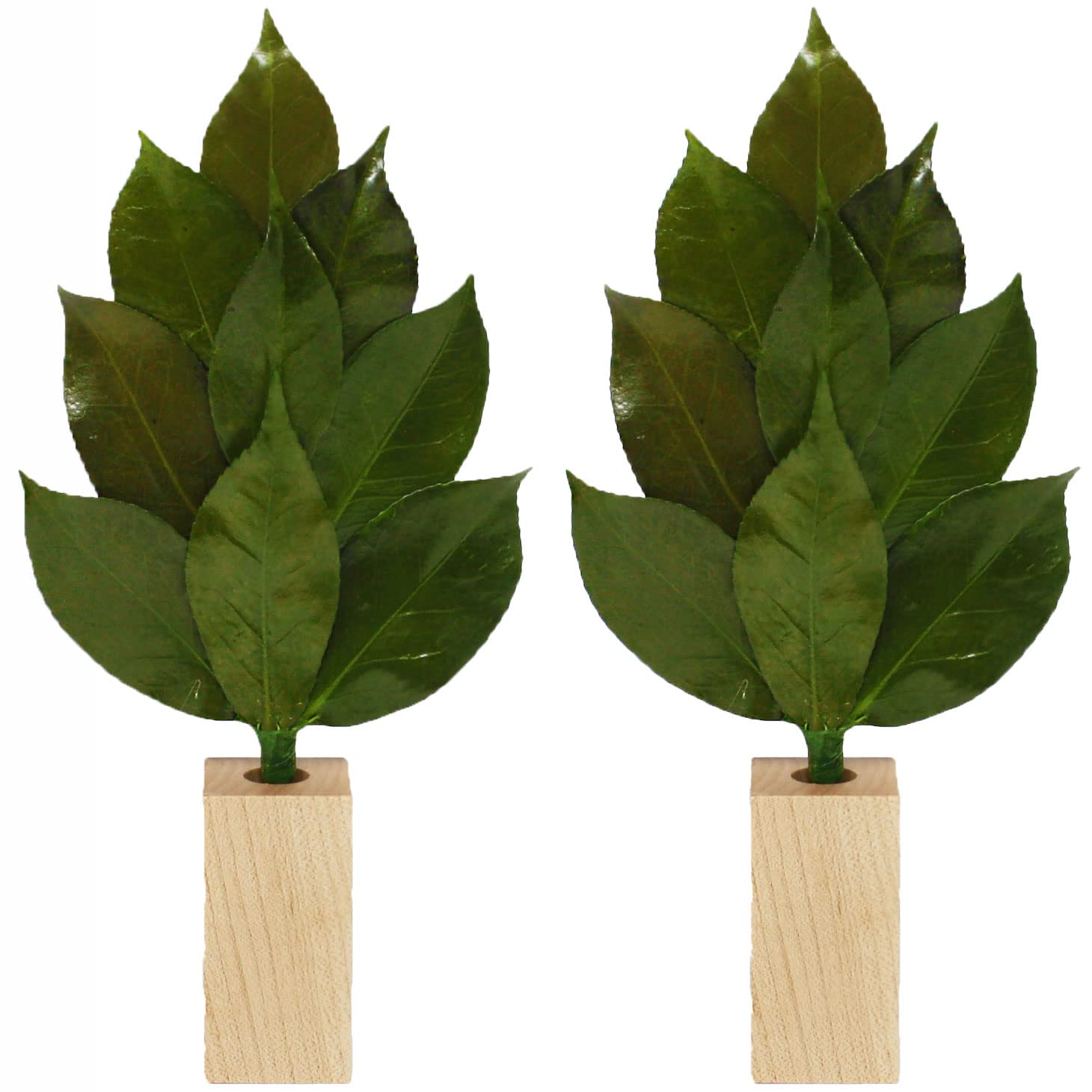 

A&K Premium Preserved Sakaki Tree and Sakaki Stand Set (Small 1 Pair) Made with High-Quality Camellia Leaves, Perfect for Shinto Shrines and