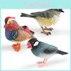 Animal Figure Desk Ornament With Static Design For Science Education And Bird Lovers