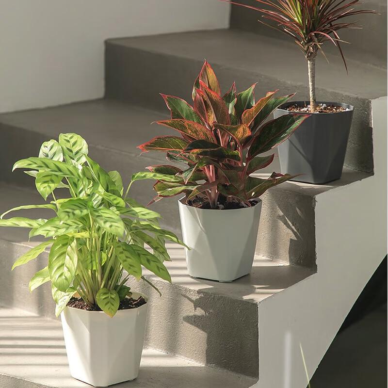 Nordic Style Plastic Succulent Planter