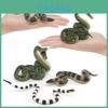 Modèle de Simulation de Serpent Corail Sauvage Pythonsimulation PVC Décoration Pour L'apprentissage Des Enfants Et Cadeau