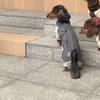 Cold Dachshund Pet Clothes Autumn and Winter Jackets Pussy Bigbear Yorkshire Maltese Corgi Small and Medium