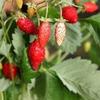 50 Seeds of Wild Strawberry "Queen of the Valleys" "Fresh and Organic Seeds"
