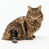 Breathable Front Leg Brace Anti-Slip Leg Ligament Protector  for Injured Pets
