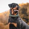 Geflochtenes Leder Haustierhalsband PU Hundehalsband Kleiner Hund Draußen auf der Spur Hundeseilhalsband