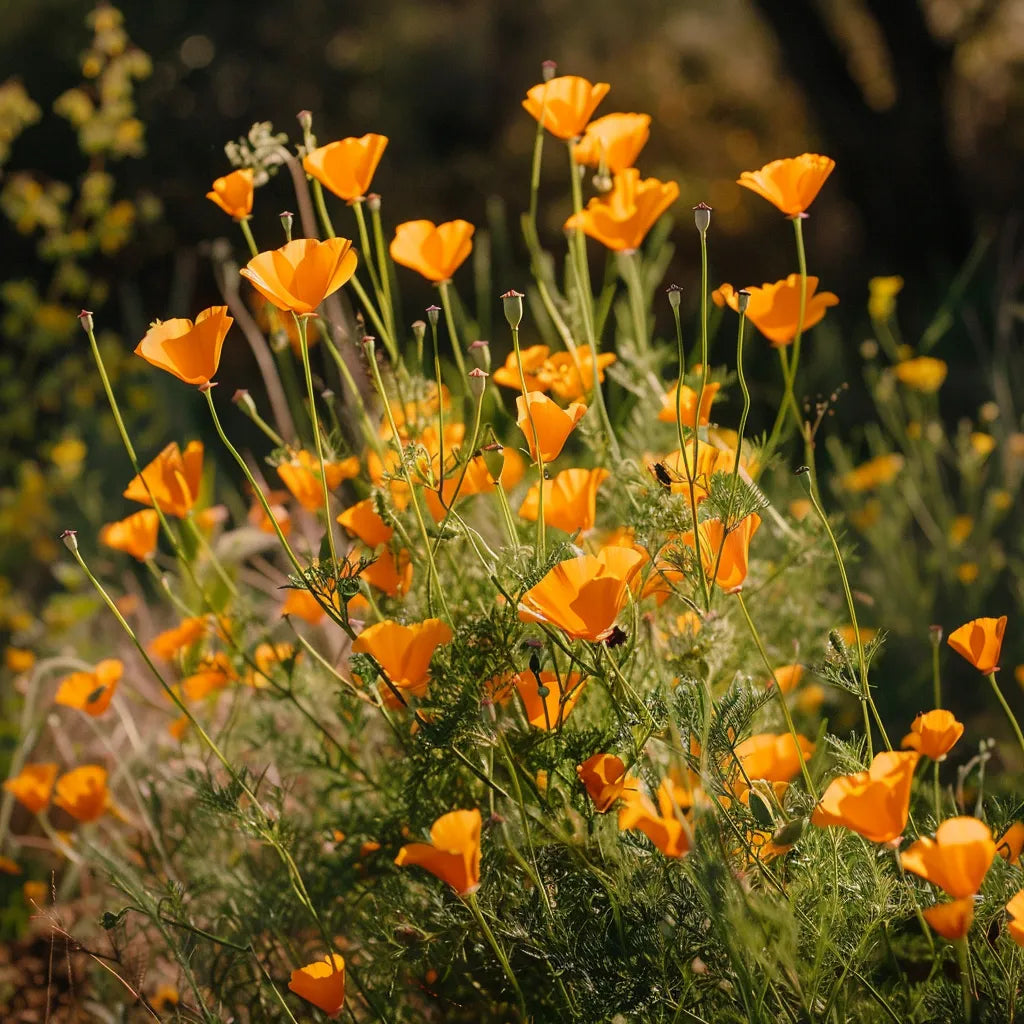 150 California Poppy Seeds - SemiWild Permaculture