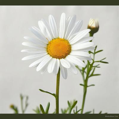 500 Daisy Seeds