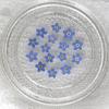 Nail Art Natural Card Jewelry Pressed Flower Don't Forget Me Forget-Me-Not Dried Flowers