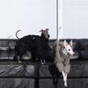 Medium Dog Warm Cotton Hoodie Sweater Winter Whippet Greyhound Style Pet Coat