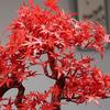 Artificial flowers potted plants wood decoration simulation bonsai green fake decor home office display maple leaves design