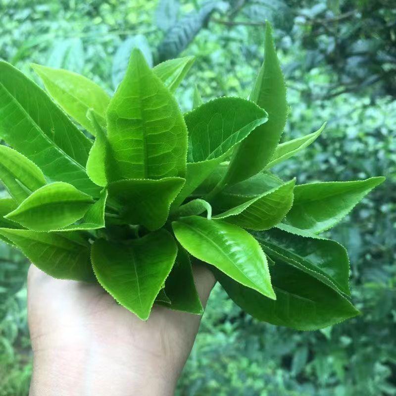 500 г сырого чая пуэр — фото 8