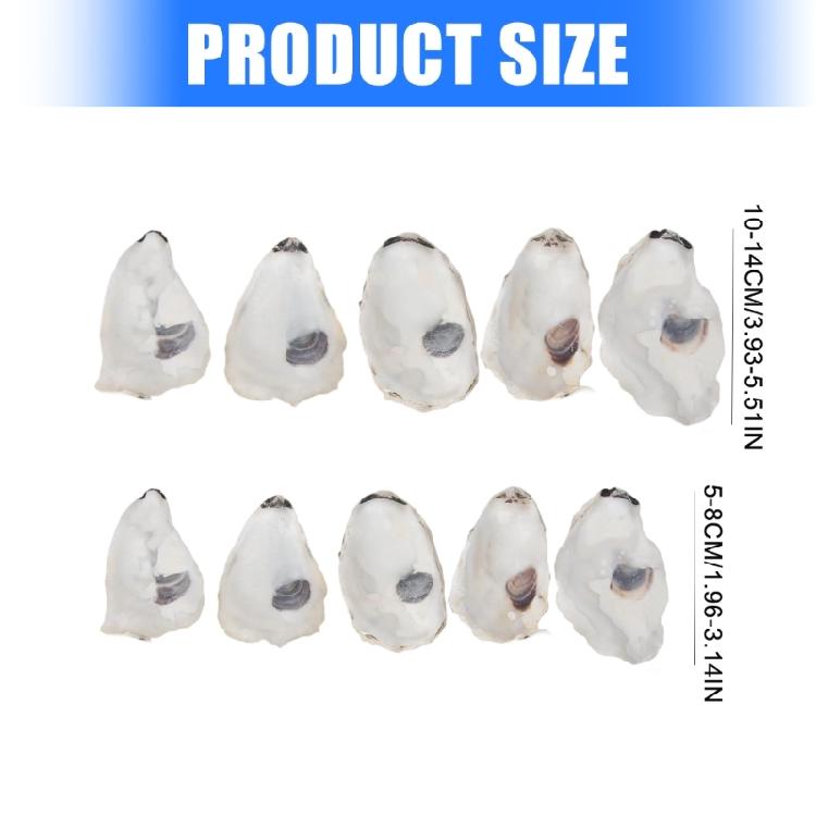 Concave Oysters Shell for Crafts Oysters Shell Bulk, for Home Vases Filler,Xmases Ornament,DIY Art and Crafts Sea Shell