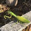 Non-Toxic Rc Animal Robot Antistress Insect Toys Infrared Simulation Spider Bee Fly Mantis Electric Toy For Children Prank Insects Pet Toy