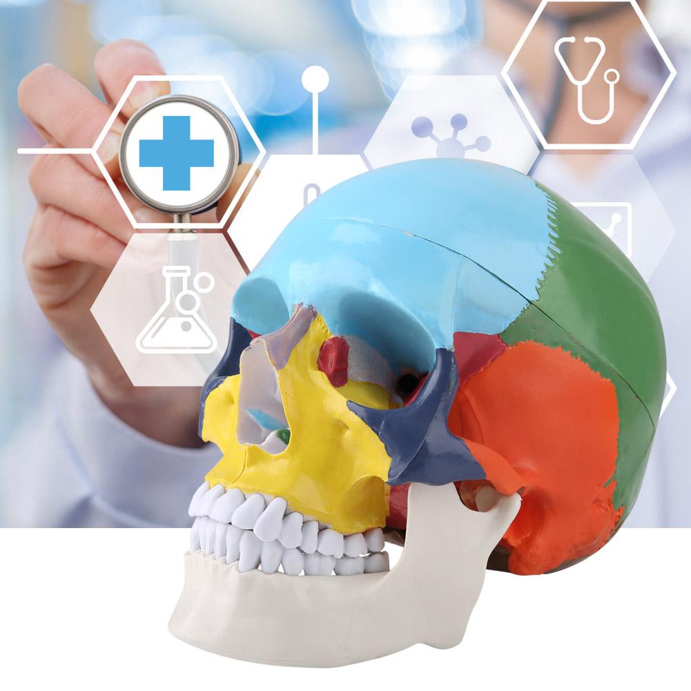 Medical Teach Instrument colorat craniu uman adult Model anatomic cu carte de identificare