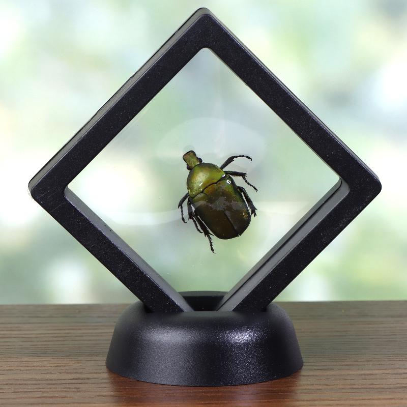 

Real Insect Specimen Display Frame 3D Floating Frame Holder Scorpion Beetle Cicada Taxidermy Stand For Home Decor Gifts Golden Beetle